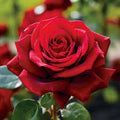 Red Roses