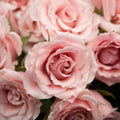 Spray Roses