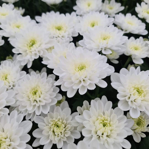 Pom Pom