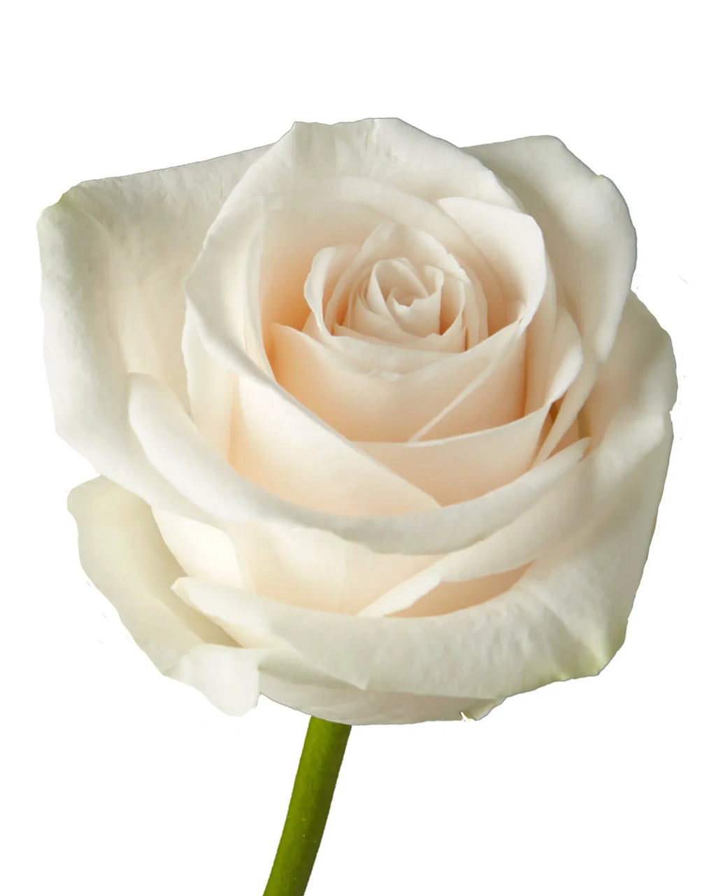 White Roses
