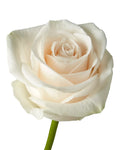 White Roses